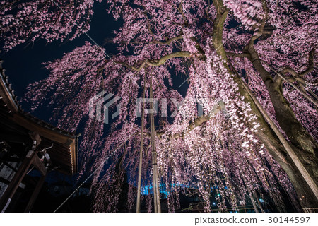 Red Himare Sakura Sakura Hime at Hachioji High Temple 30144597