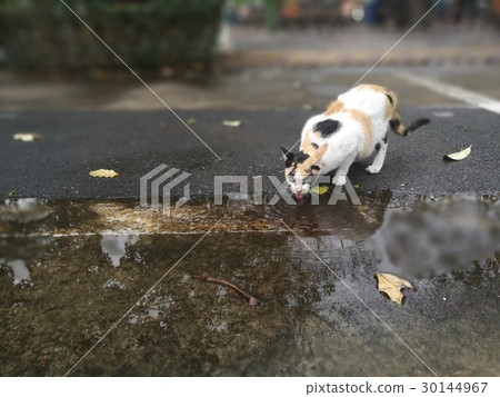 cat drinking water 30144967