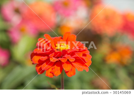 Zinnia flower. 30145069