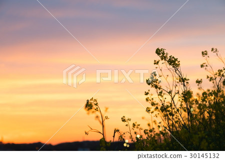 晚上強姦花朵 30145132