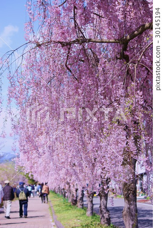 Kitakata Japan-China Line Weeping Sakura Kitakata Japan-China Line Weeping Sakura 30145194