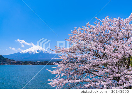 Mt. Fuji and cherry blossoms in full bloom [Lake Kawaguchi, Yamanashi Prefecture] 30145900