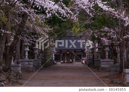 Japanese Spring World Cultural Heritage, Asama Shrine Scenery (Cherry Blossom View) 30145955