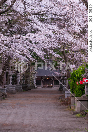 日本春天世界文化遺產，淺間神社風光（櫻花景觀） 30145959