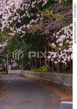Japanese Spring World Cultural Heritage, Asama Shrine Scenery (Cherry Blossom View) 30145963