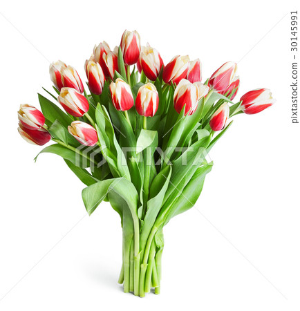 big bouquet of red tulips isolated on white 30145991