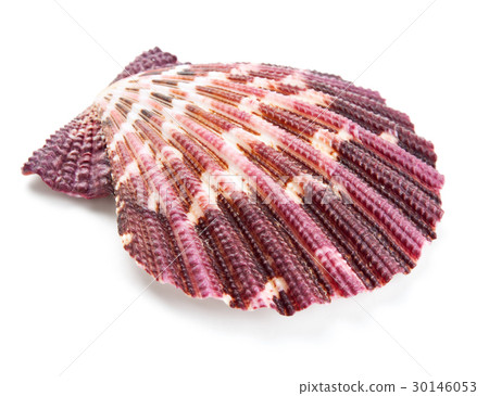 Seashell in close-up isolated on a white Seashell in close-up isolated on a white 30146053