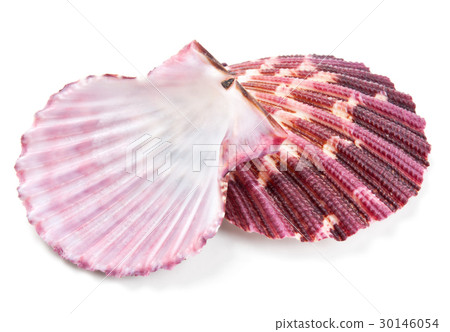 Seashell in close-up isolated on a white 30146054