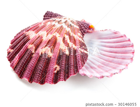 Seashell in close-up isolated on a white Seashell in close-up isolated on a white 30146055
