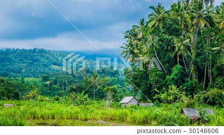 Rice tarrace under Water in Sidemen. Bali 30146606