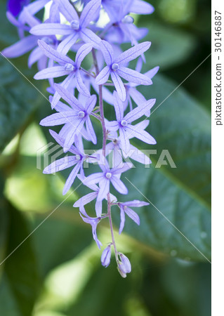 Petrea Flowers Petrea Flowers 30146887