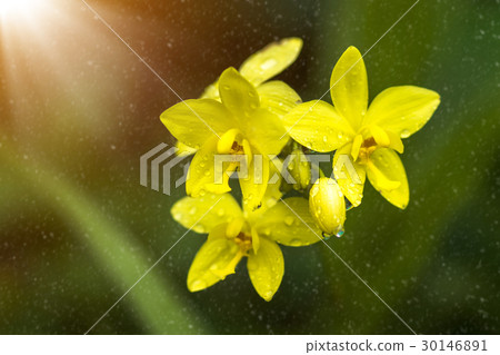 Yellow ground orchid flower. 30146891