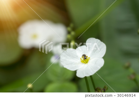 Arrow Head Ame Son Arrow Head Ame Son 30146914