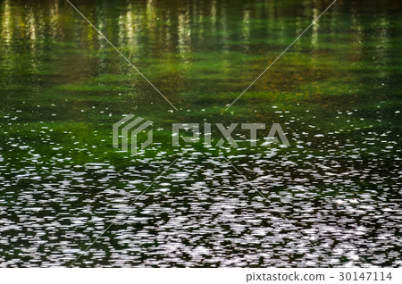 Lake reflecting green Lake reflecting green 30147114