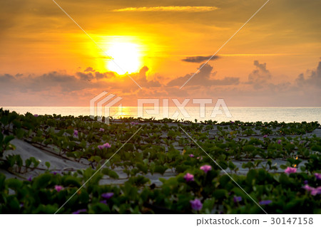 Ipomoea flowers and sunrise in the morning. 30147158