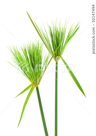 Egyptian papyrus. Egyptian papyrus. 30147494