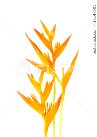 Beautiful Heliconia flower blooming Beautiful Heliconia flower blooming 30147503