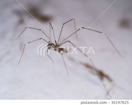 House spider legs are killing the victim. 30147625