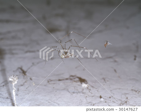 House spider legs are killing the victim. House spider legs are killing the victim. 30147627