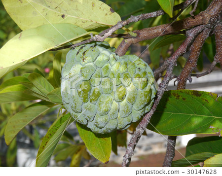 Sugar Apple or Custard Apple. Sugar Apple or Custard Apple. 30147628