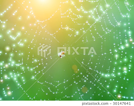 Close-up of cobweb with dew. Close-up of cobweb with dew. 30147641