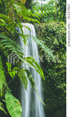 Close up of Waterfall hidden in lush jungle leaves Close up of Waterfall hidden in lush jungle leaves 30147867