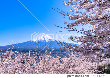 Mt. Fuji and cherry blossoms in full bloom Mt. Fuji and cherry blossoms in full bloom 30147969