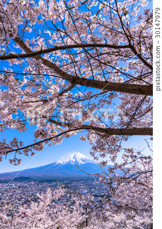 富士山和盛開的櫻花 30147979