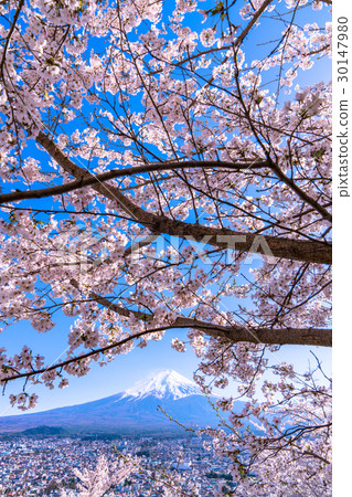 圖庫照片: 富士山 吉野櫻花樹 櫻花