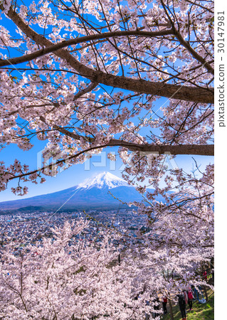 富士山和盛開的櫻花 30147981