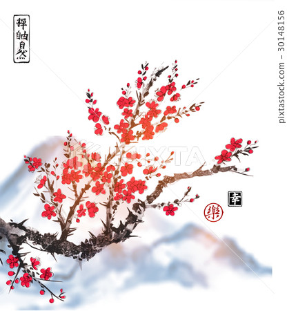 Oriental sakura cherry tree in blossom on white Oriental sakura cherry tree in blossom on white 30148156