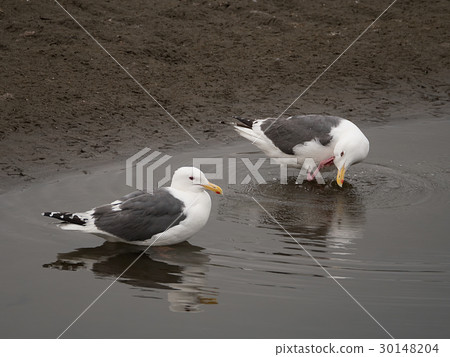 兩隻海鷗的水坑 兩隻海鷗的水坑 30148204