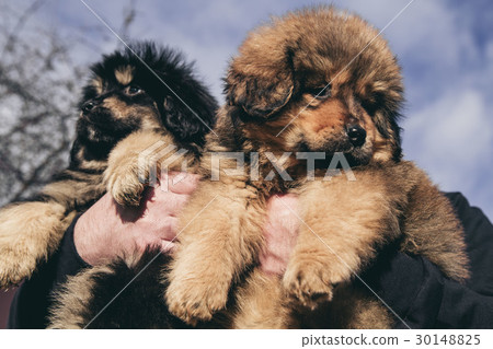 Puppies of the Tibetan mastiff in the basket 30148825