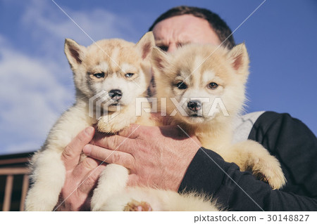 Husky puppies in the basket 30148827