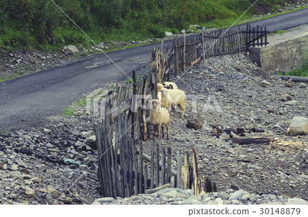 Albanian sheep behind a fence in Lepushe, Albania 30148879