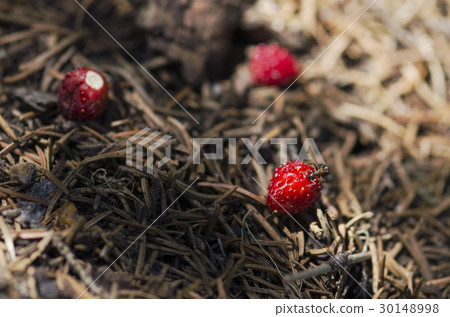 Ant eating over wild strawberry in an anthill 30148998