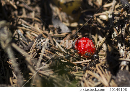 Beautiful wild strawberry and ants