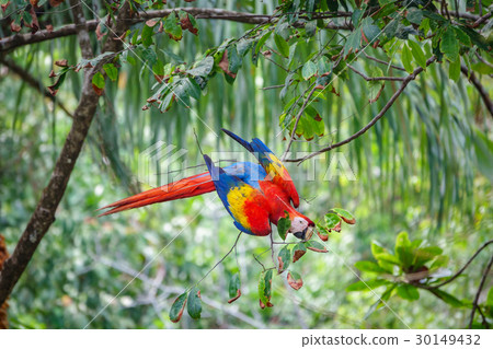The Scarlet Macaw eating leafs in the wilderness The Scarlet Macaw eating leafs in the wilderness 30149432
