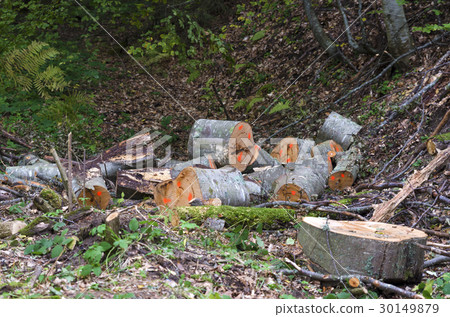 Marked logs in a forest Marked logs in a forest 30149879