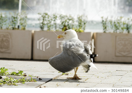 Old seabird walking down the town 30149884