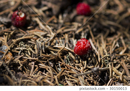 Three wild strawberries and ants in an anthill 30150013