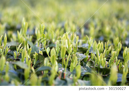 Shizuoka's new tea leaves 30150027