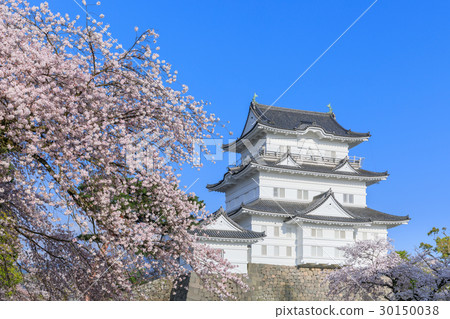 神奈川縣_盛開櫻花和小田原城堡 神奈川縣_盛開櫻花和小田原城堡 30150038