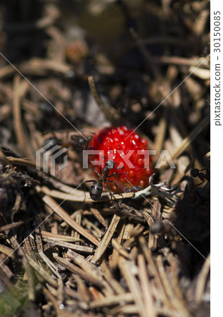 Horizontal shot of wild strawberry and ants 30150085