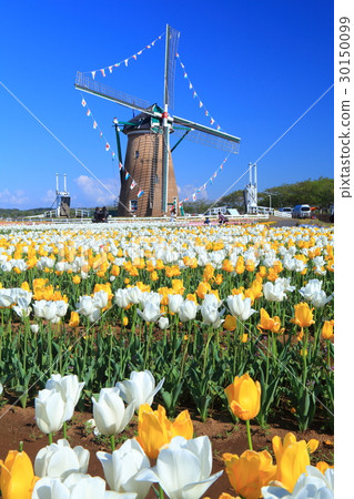 Sakura Furusato Square Tulip 30150099