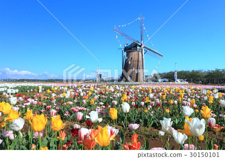 Sakura Furusato Square Tulip 30150101