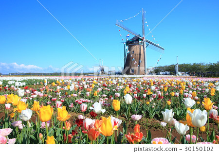 Sakura Furusato Square Tulip Sakura Furusato Square Tulip 30150102