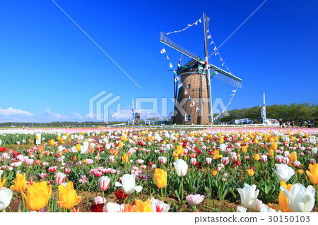 Sakura Furusato Square Tulip 30150103