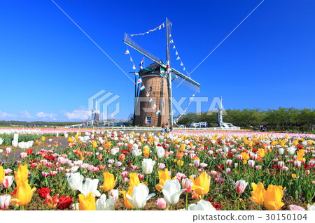 Sakura Furusato Square Tulip 30150104