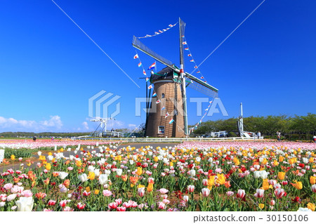 Sakura Furusato Square Tulip Sakura Furusato Square Tulip 30150106